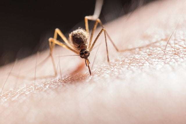 Mosquito Bites image